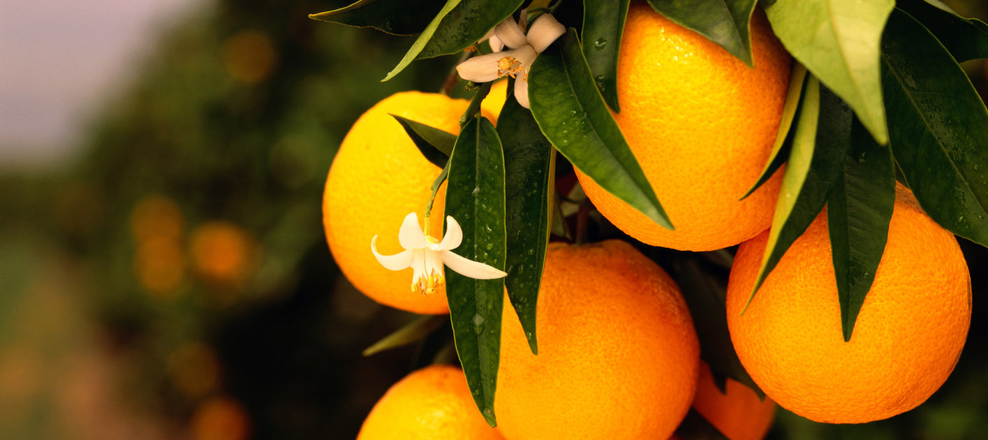 Bridgewater Busta Profumata Orange Vanilla - Fragranza Arancia E Vaniglia - 100% Biodegradabile - Profuma Ambiente Fino A 4 Mesi