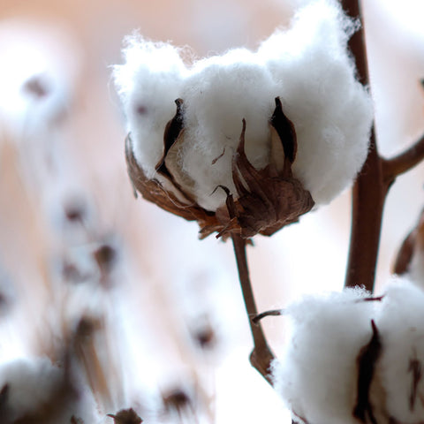 White Cotton